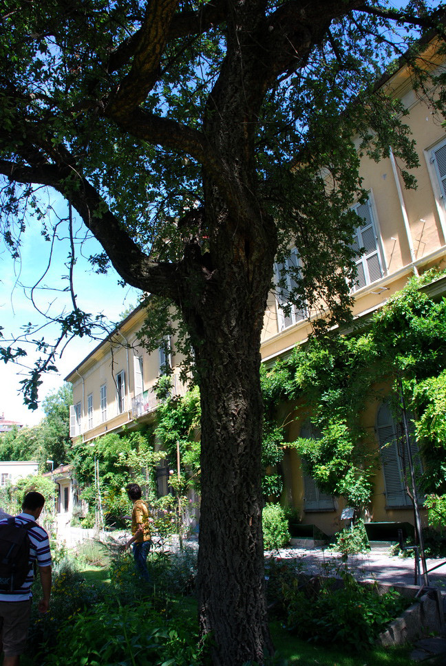 Orto Botanico_004.JPG - SUGHERA - Quercia da sughero